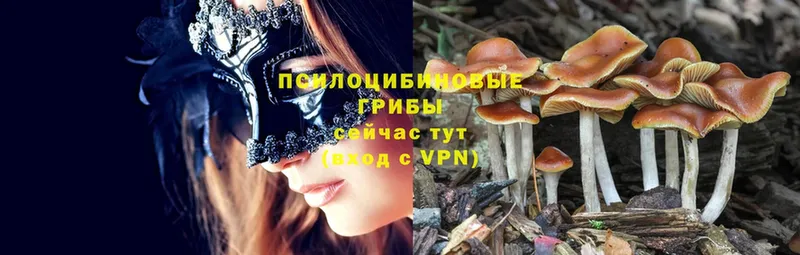 Псилоцибиновые грибы Psilocybine cubensis  Алушта 